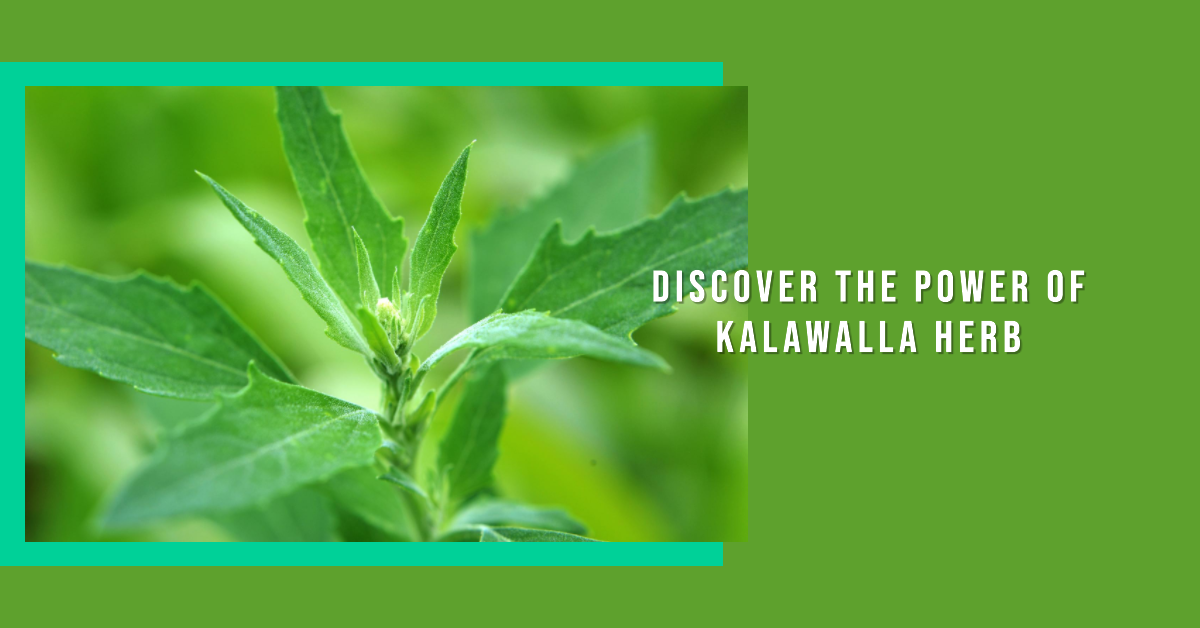 Kalawalla herb health benefits